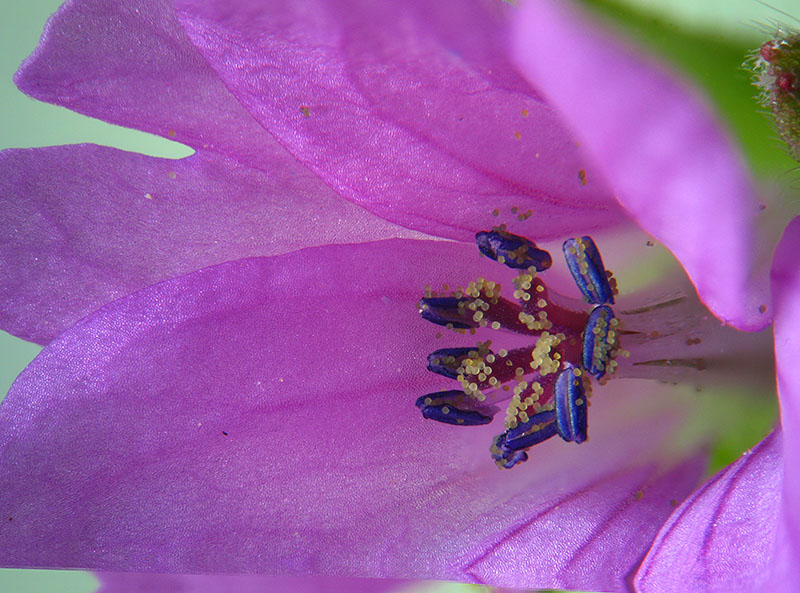 Geranium molle / Geranio volgare
